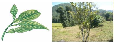 ग्रीनिंग